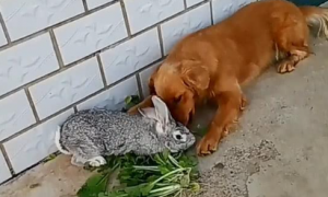 狗为什么一见兔子就咬