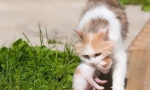 猫咪为什么会照顾孩子呢
