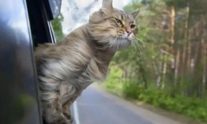 猫坐车应激会死吗