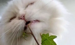 猫讨厌什么植物
