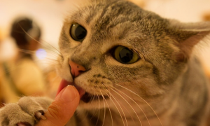 猫咪为什么喜欢咬主人