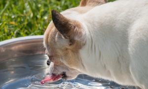 狗狗喝水为什么不停的喝