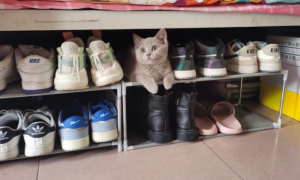 为什么猫咪喜欢鞋架子呢