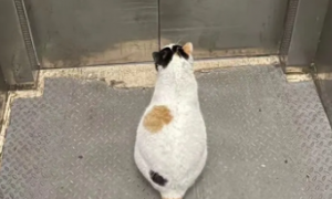 猫咪为什么害怕坐电梯