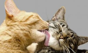 猫咪为什么会舔其他猫咪