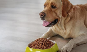 如何正确驯养狗犬狗粮的方法