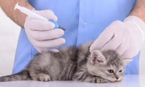 为什么国内不研发猫咪疫苗