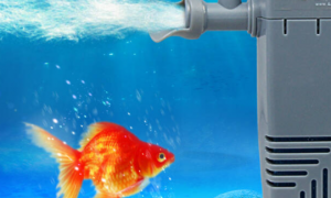 鱼缸换过水需要增氧吗
