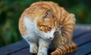 猫咪为什么越养越胖呢