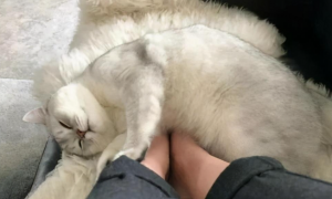 猫咪为什么躺在脚上睡觉