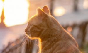 为什么猫咪要看夕阳