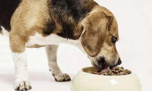 狗狗如何吸收狗粮的营养
