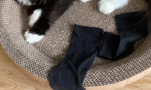猫咪为什么喜欢脱袜子呢怎么回事