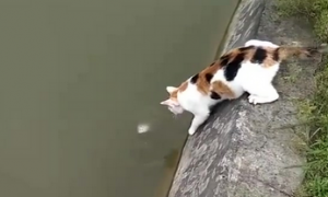 猫咪吃鱼为什么不会游泳呢
