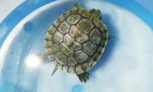 严重脱水的乌龟怎么救活