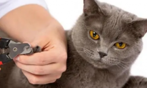 猫咪可以剪指甲吗