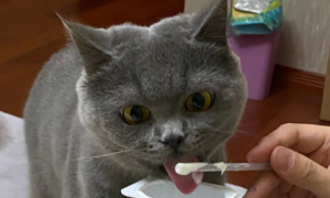 低温酸奶怎么喂猫吃