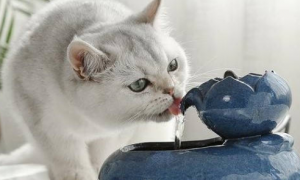 猫临产前不停喝水
