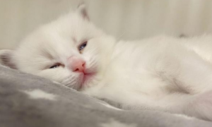 猫咪睡醒为什么呼呼叫不停