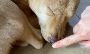 为什么狗狗用鼻子撞人呢