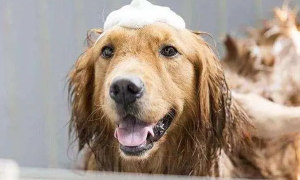 我家狗狗洗澡弄了4个小时