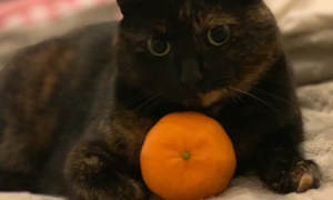 猫咪为什么对橘子反应大