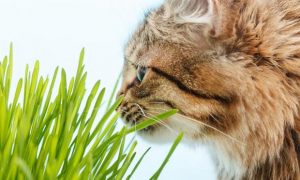 猫草就是猫薄荷吗
