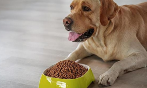 狗狗为什么要吃膳食粉呢