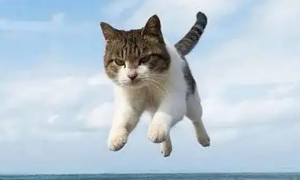 猫为什么会跳跃呢