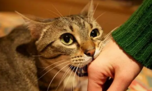 为什么猫咪见到什么都咬
