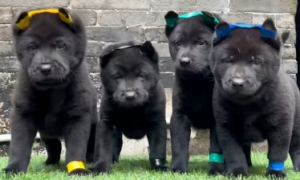 五黑犬哪里有得买