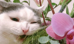 猫咪为什么总吃花叶子怎么回事