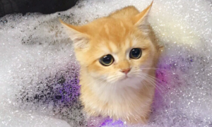 怎么帮宠物猫洗澡