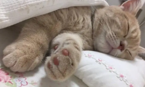 猫咪为什么爱跑到床上睡觉呢
