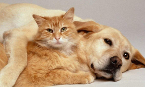 猫和狗哪个更脏