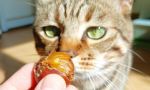 猫咪为什么喜欢玩栗子壳