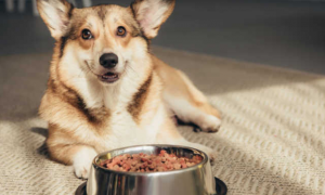 如何让狗吃狗粮更多呢