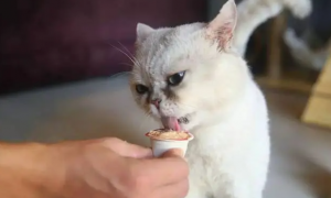 为什么猫咪爱吃辣的东西呢