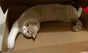 猫咪为什么喜欢呆在纸箱里呢