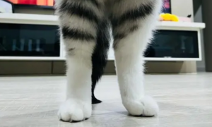 猫咪的腿为什么短了