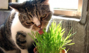 为什么猫咪吃麦草呕吐