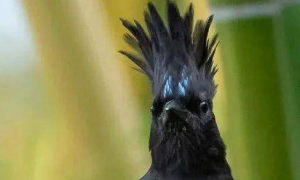头上有鸡冠的鸟 黑色