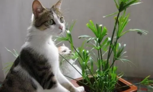 猫为什么喜欢咬植物