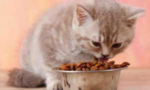 为什么猫咪喜欢刨猫粮