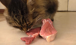 猫咪只能吃牛肉吗为什么呢
