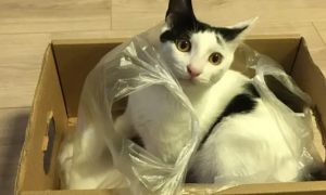 猫咪死了为什么要用袋子装着