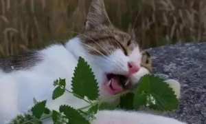 猫咪喜欢什么植物