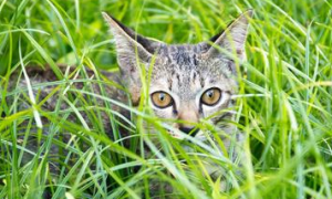 猫咪不能吃的草