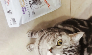 猫咪结石为什么吃处方粮