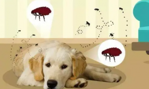 狗狗真菌感染可以体外驱虫吗